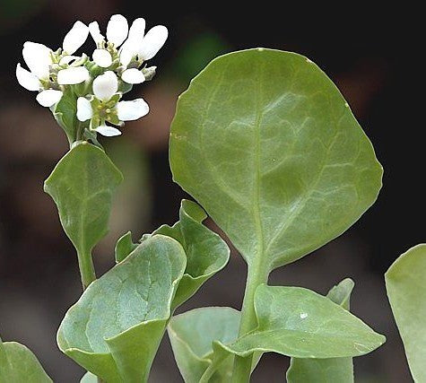 Scurvygrass, Common