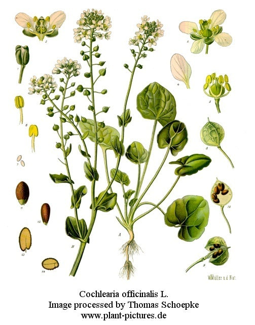 Scurvygrass, Common