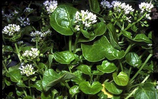 Scurvygrass, Common