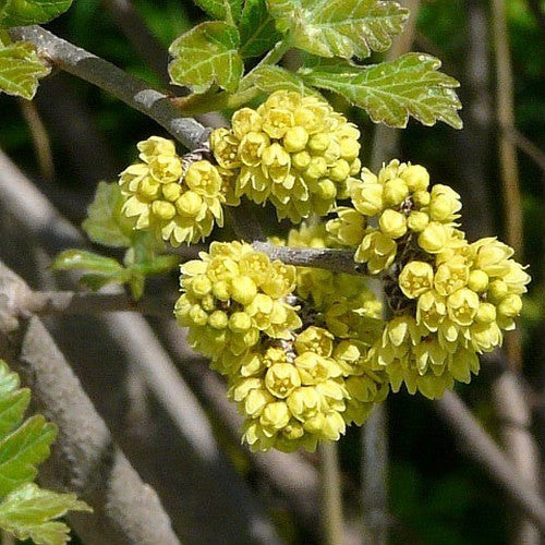 Limonadestruik
