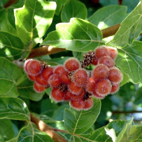 Limonadestruik