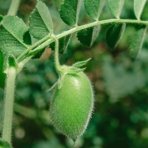 Lentils, Green 'Dupuis' / 'Dupuy'