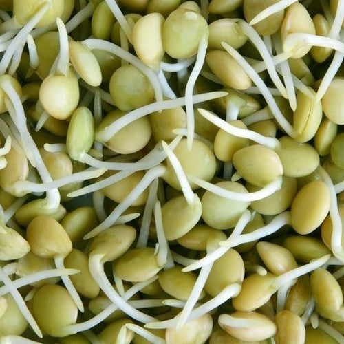 Lentils, Green 'Dupuis' / 'Dupuy'