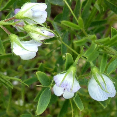 Lentils, Green 'Dupuis' / 'Dupuy'