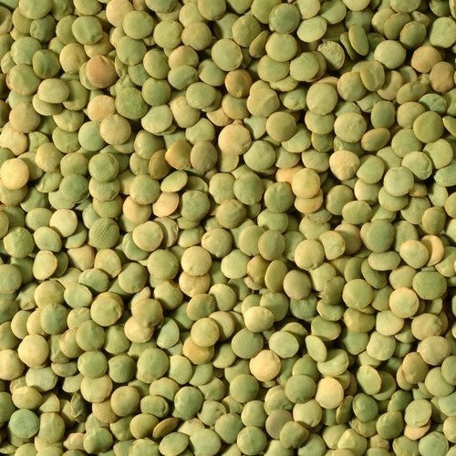 Lentils, Green 'Dupuis' / 'Dupuy'