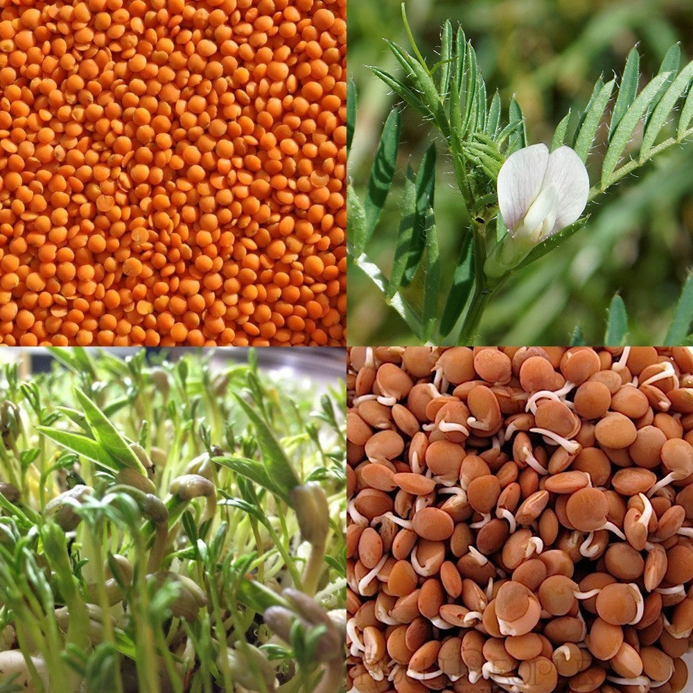 Lentils, Red