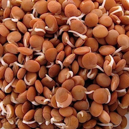 Lentils, Red