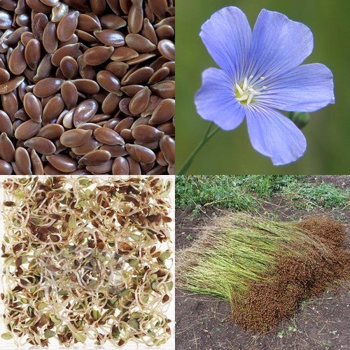 Linseed 'Astella'