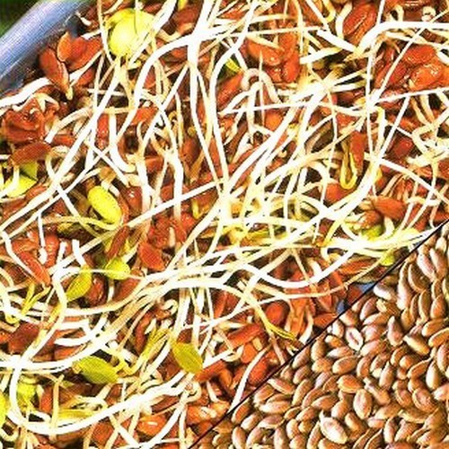 Linseed 'Astella'
