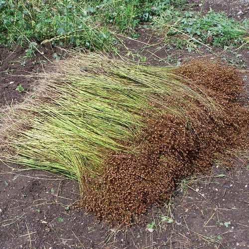 Linseed 'Astella'