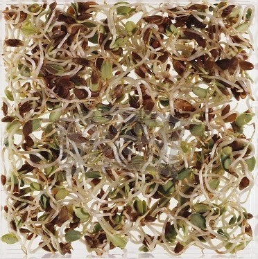Linseed 'Astella'