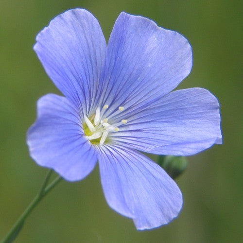 Linseed 'Astella'
