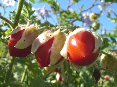 Litchi Tomato 'Morelle de Balbis'