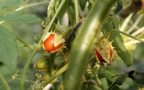 Litchi Tomato 'Morelle de Balbis'