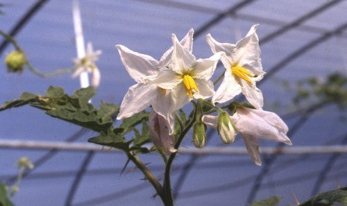 Litchi Tomato 'Morelle de Balbis'