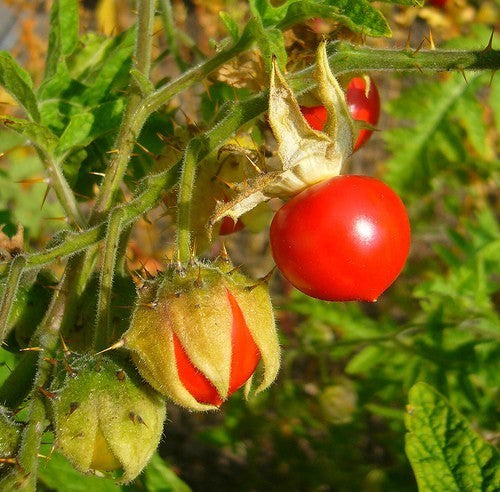 Litchi Tomato 'Morelle de Balbis'