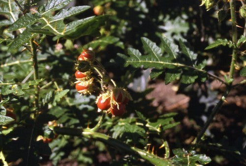 Litchi Tomato 'Morelle de Balbis'