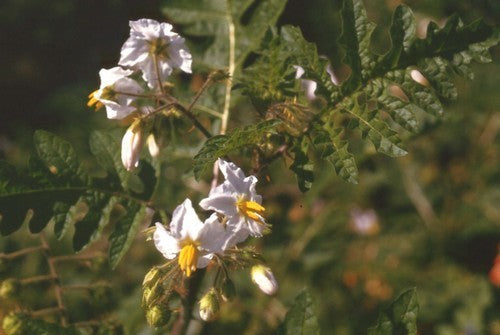 Litchi Tomato 'Morelle de Balbis'