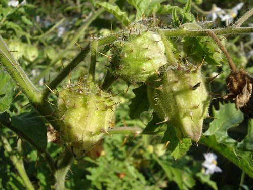 Litchi Tomato 'Morelle de Balbis'