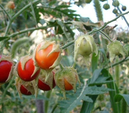 Litchi Tomato 'Morelle de Balbis'