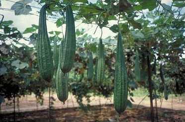 Chinese Oker 'Early Moon' F1