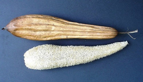 Chinese Oker 'Early Moon' F1