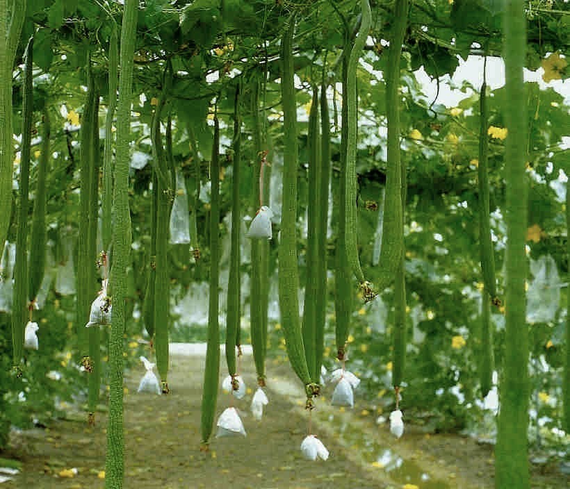 Chinese Oker 'Special Long' F1