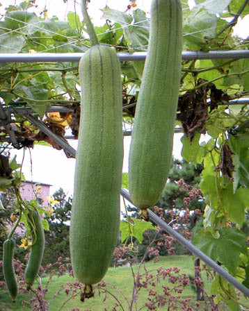 Sponscourgette ‘Cylinder’