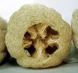 Sponscourgette ‘Cylinder’