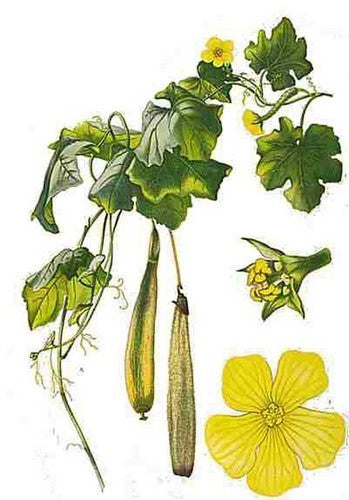 Sponscourgette ‘Cylinder’