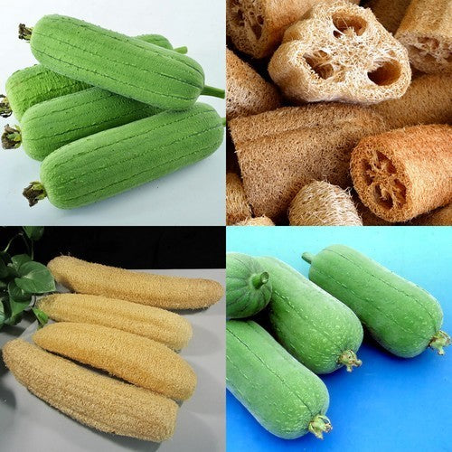 Sponge zucchini 'Seven Star' F1