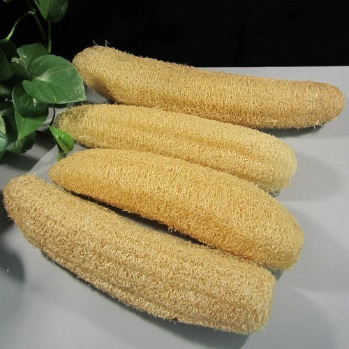 Sponge zucchini 'Seven Star' F1