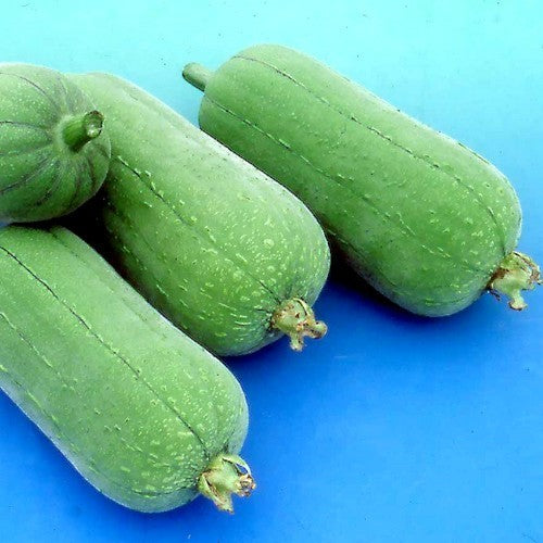 Sponge zucchini 'Seven Star' F1