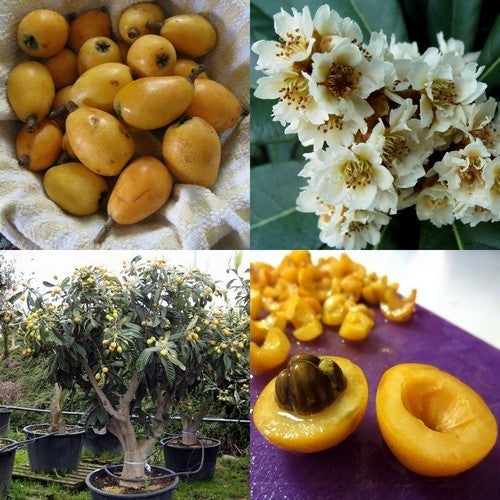 Loquat