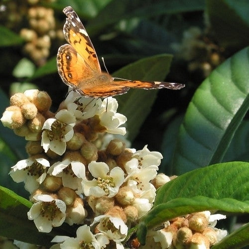 Loquat