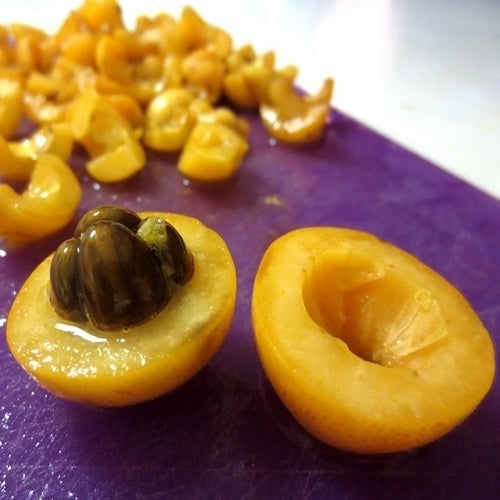 Loquat