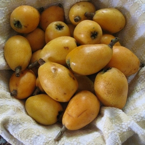 Loquat