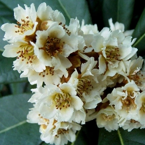 Loquat