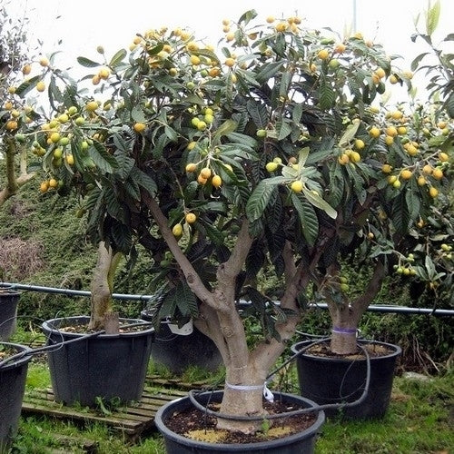 Loquat