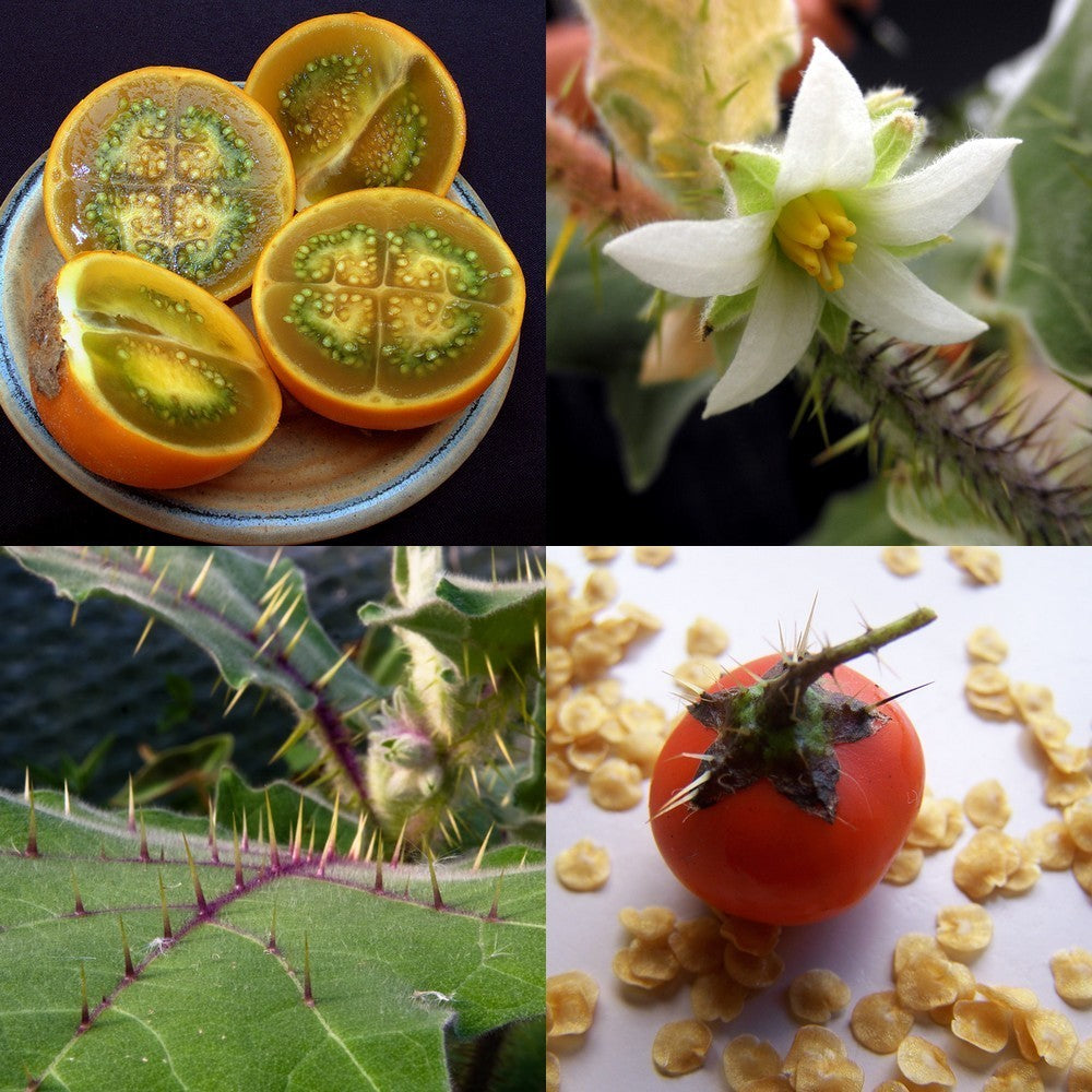 Lulo 'Naranjilla'
