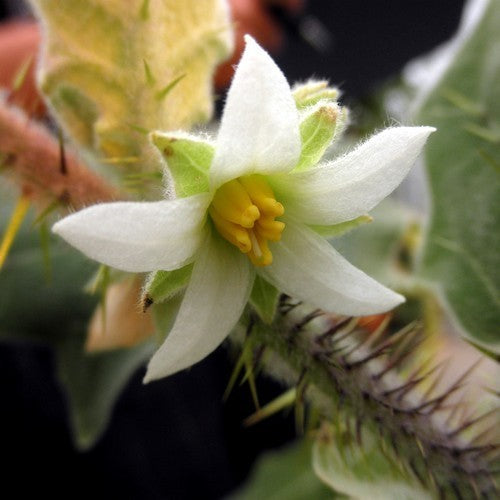 Lulo 'Naranjilla'