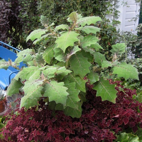 Lulo 'Naranjilla'