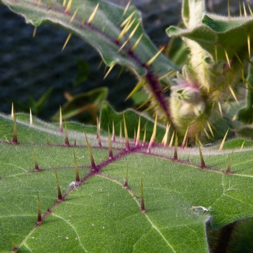 Lulo 'Naranjilla'