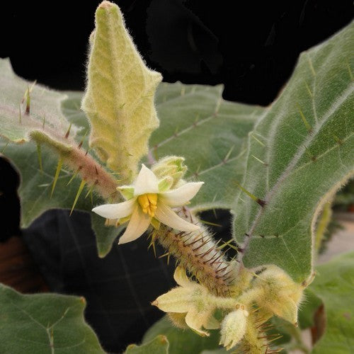 Lulo 'Naranjilla'