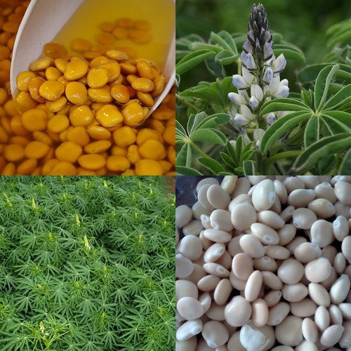 Zoete Witte Lupine 'Frieda' / 'Energy' / 'Celina'