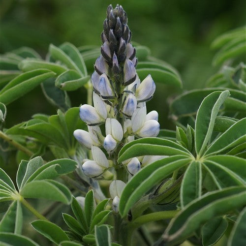 Zoete Witte Lupine 'Frieda' / 'Energy' / 'Celina'