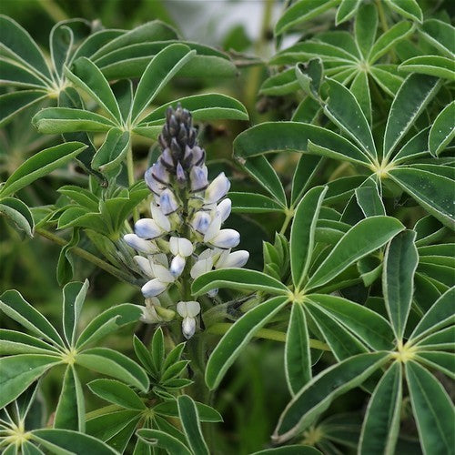 Zoete Witte Lupine 'Frieda' / 'Energy' / 'Celina'