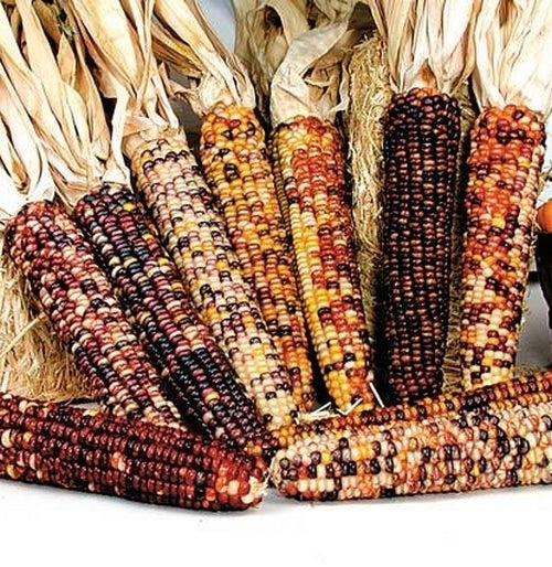 Baking and Ornamental Corn 'American Way'
