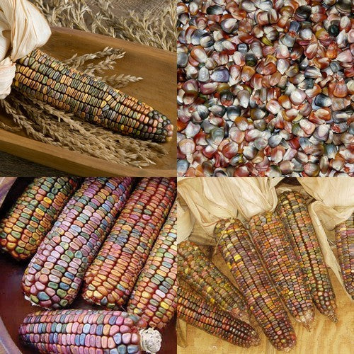 Bak- en Siermaïs 'Earth Tones Dent Corn'