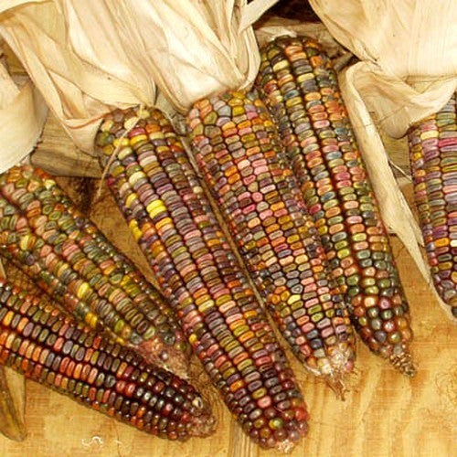 Bak- en Siermaïs 'Earth Tones Dent Corn'
